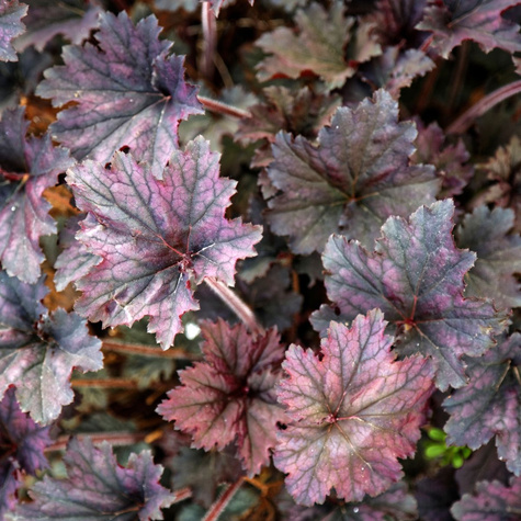 Żurawka ogrodowa Frosted Purple (C2)