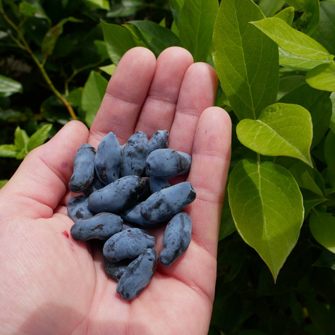 Jagoda kamczacka Tundra (C2)