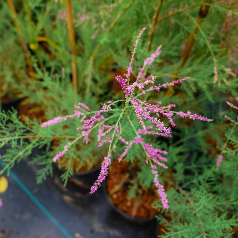 Tamaryszek francuski (C2)