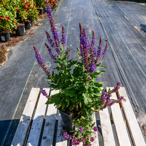 Szałwia omszona Ostfriesland