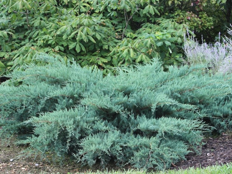 Jałowiec wirginijski Grey Owl (C2)
