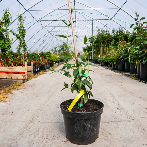 Wiciokrzew Henry'ego P14