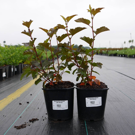 Pęcherznica kalinolistna Diable d'Or Mindia (C20)