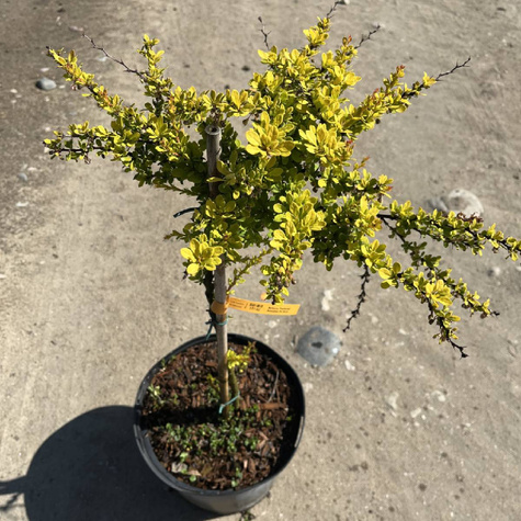 Berberys Thunbergii Maria PA 60cm (C2)