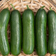 Ogórek sałatkowy Pony mieszaniec F1 0,5g WegAna