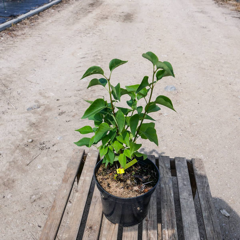 Lilak pospolity Znamya Lenina (C2)