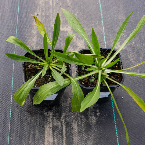 Dzielżan ogrodowy Moerheim Beauty (C2)