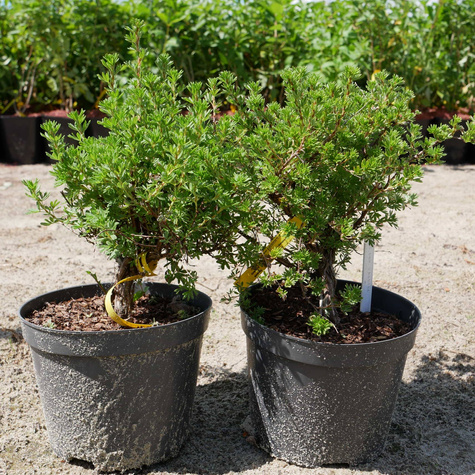 Pięciornik krzewiasty Farrerii