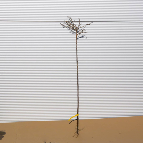 Agrest biały Hinnonmaki Gelb na pniu Plant Pack