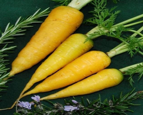 Marchew pastewna żółta Lobo cena za 0,2 kg