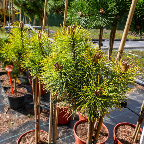 Sosna hakowata Tukan