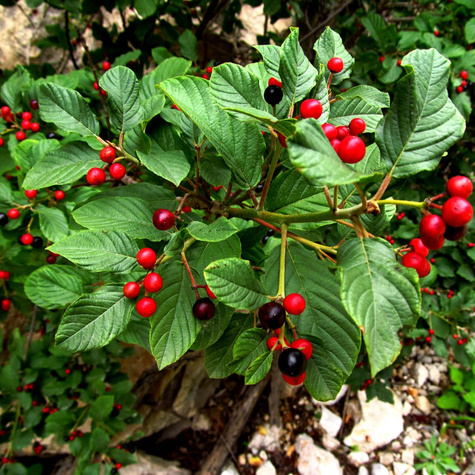 Kruszyna MIODODAJNA (C2)