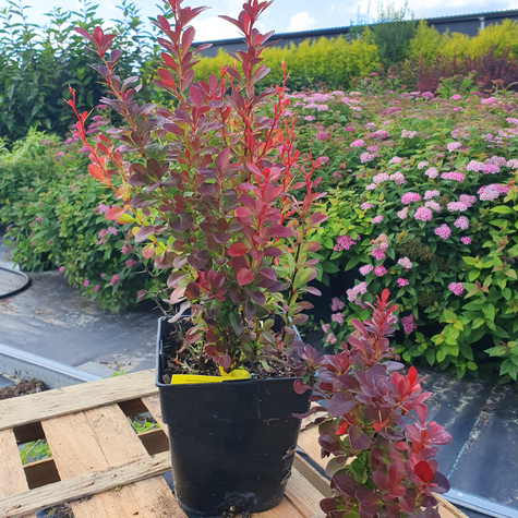 Berberys Thunberga Florence (C2)