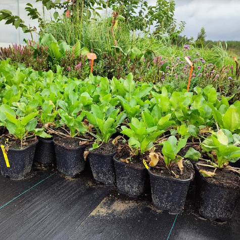 Mikołajek płaskolistny (C2)