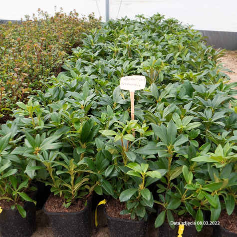 Różanecznik wielkokwiatowy Scyphocalix (C2)