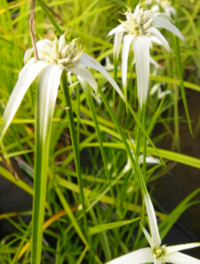 Gwiazdowa trawa Gwiezdna trawa