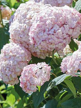 Hortensja krzewiasta Candybella Bubblegum