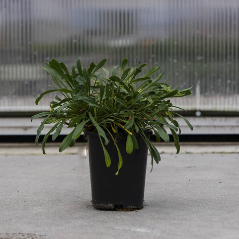 Aster Alpejski Błękitny (C2)