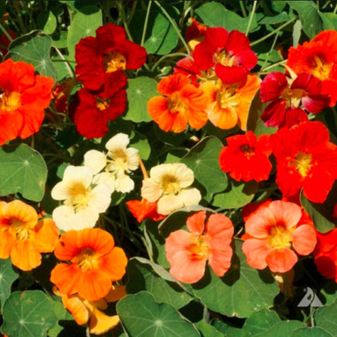 Nasturcja niska mix 3g Spójnia