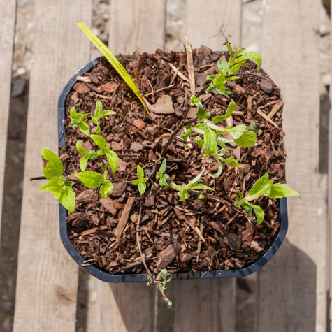 Jaśminowiec Belle Etoile silnie pachnące (C2)