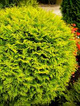 Thuja Tuja Żywotnik zachodni 'Yellow Globe'