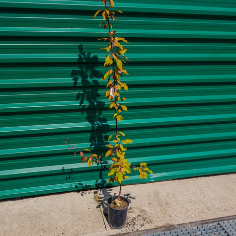 Jabłoń ozdobna rajska Ola