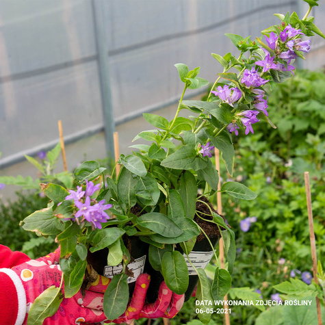 Dzwonek skupiony Freya (C2)