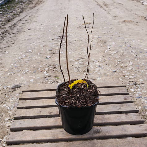 Tawuła Douglasa (P9)