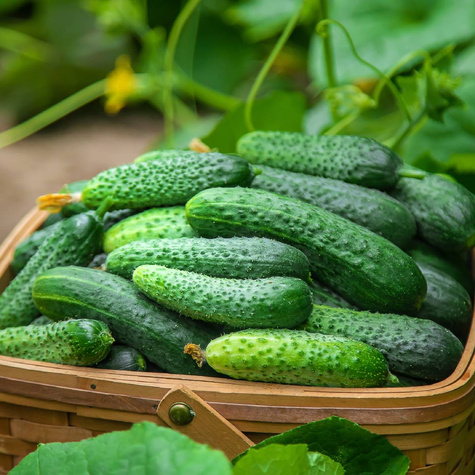 Ogórek konserowowy Octopus Seria Profi 1,5g