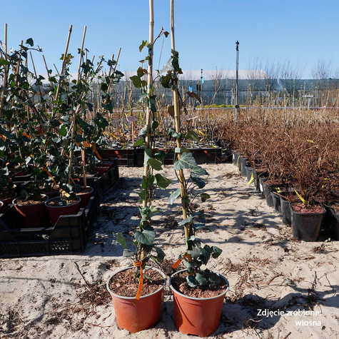 Bluszcz pospolity Woerner