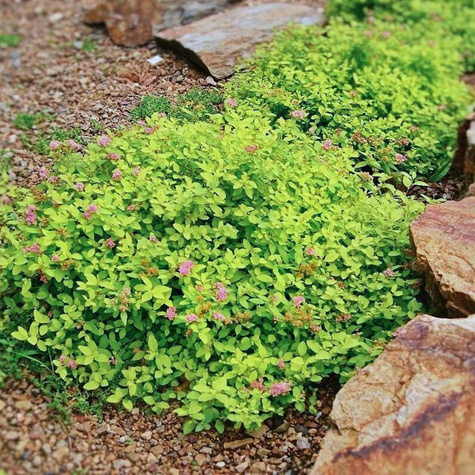 Tawuła japońska Green Carpet