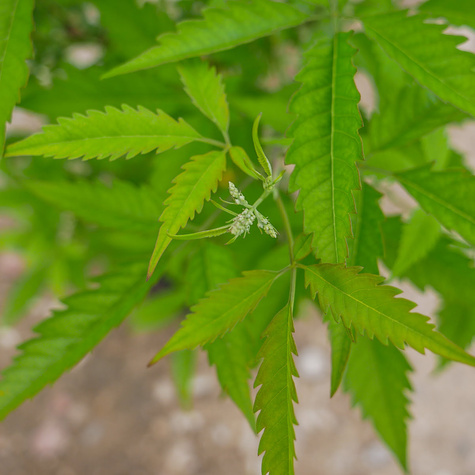 Witex witeks malabarski Kwitnie jesienią