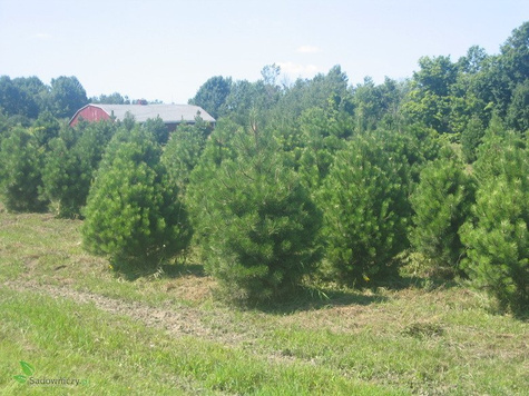 Sosna czarna 80-140 cm