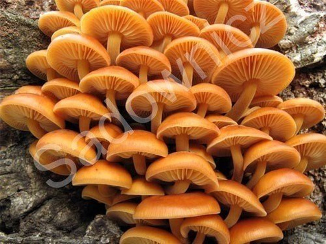 Grzybnia z substratem Planto Zimówka aksamitnotrzonowa 3kg