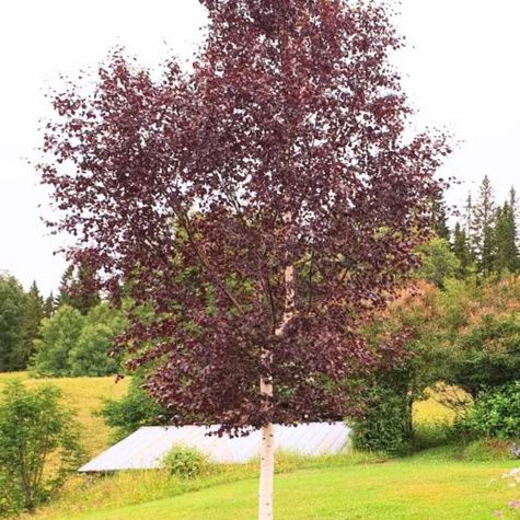 Brzoza Brodawkowata Purpurea Szczepiona Na Pniu