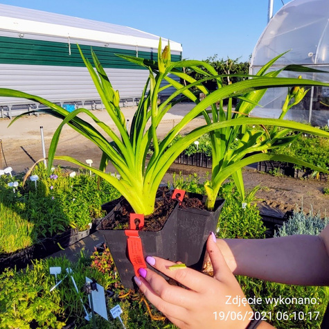 Liliowiec Entrapment (P9)