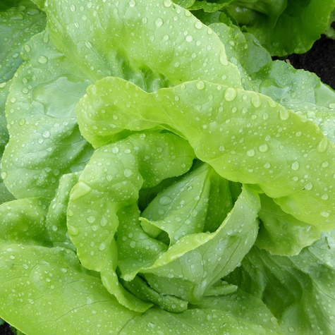 Sałata głowiasta masłowa Nochowska średniowczena 2g