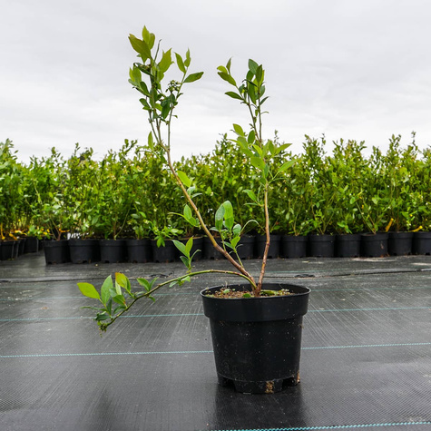 Borówka amerykańska Goldtraube średnio wczesna (C2)