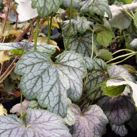 Żurawka ogrodowa Green Spice (C2)