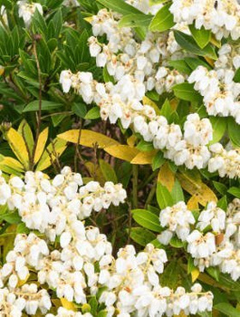 Pieris japoński Prelude (P9)