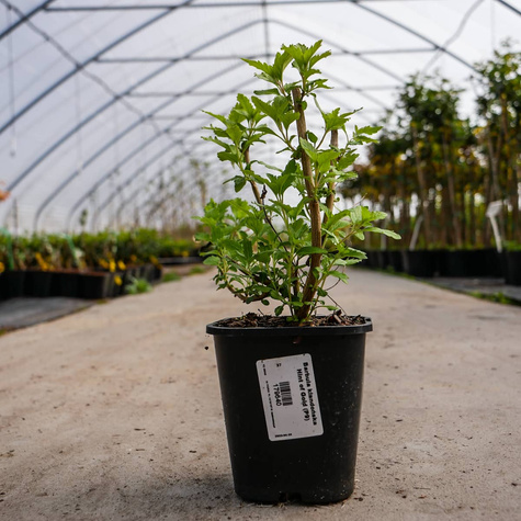 Barbula klandońska Hint of Gold (C2)