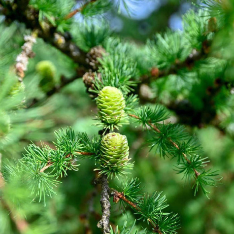 Modrzew japoński Larix kaempferi