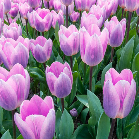 Tulipan darwina Light and Dreamy