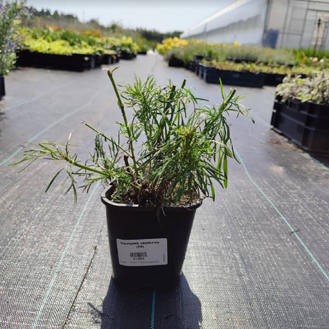 Nachyłek okółkowy (C2)