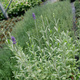Lawenda wąskolistna Mix Blue and white Scent Early (C2)