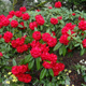 Rododendron Różanecznik czerwony (C2)