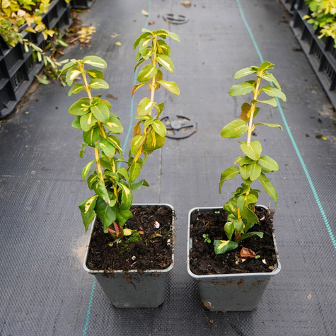 Trzmielina Fortune'a Blondy (P9)