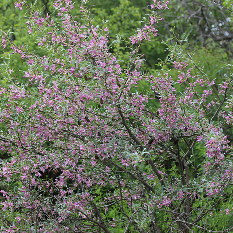 Słonisz Srebrzysty Miododajny Unikat Szczepiony Na Pniu