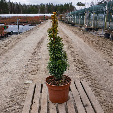 Cis pospolity Summergold