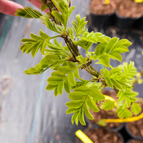 Karagana syberyjska Miododajna (C2)